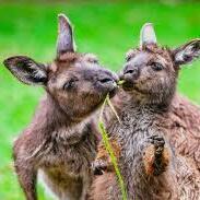 Team Page: Kats Kangaroos